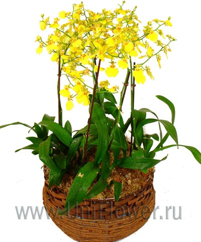 Орхидеи онцидиум