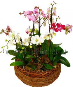 Бело-розовые орхидеи