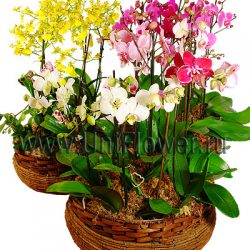 Орхидеи в корзине