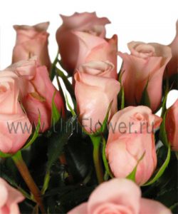 Букет 19 розовых роз «Джульетта»
