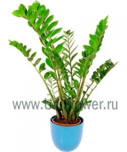 Замиокулкас Замиокулкас