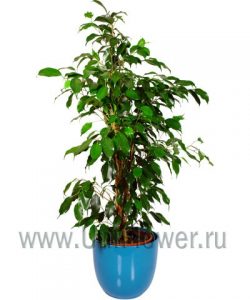 Фикус Бенджамина Фикус Бенджамина