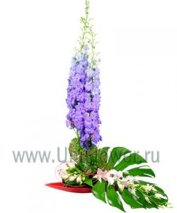 Букет орхидей «Бригантина» Букет орхидей «Бригантина»