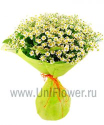 Ромашки Ромашки