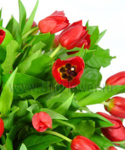 Букет тюльпанов «Аленький цветочек»