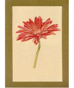 GERBERA