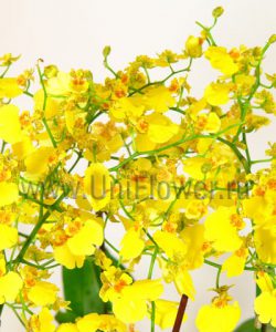 Орхидеи онцидиум