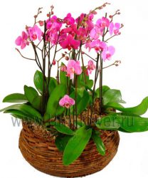 Розовые орхидеи