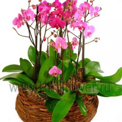 Розовые орхидеи