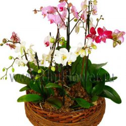 Бело-розовые орхидеи