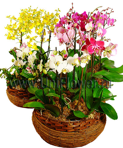 Орхидеи в корзине