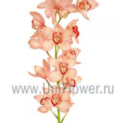 Букет «Веточка орхидей»