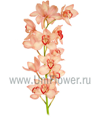 Букет «Веточка орхидей»