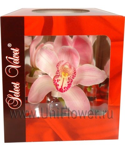 Орхидея в коробочке