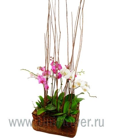 Композиция из орхидей