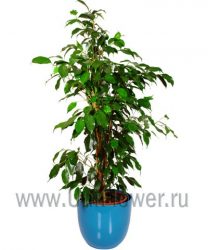 Фикус Бенджамина