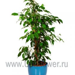 Фикус Бенджамина