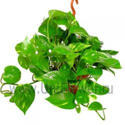 Эпипремнум