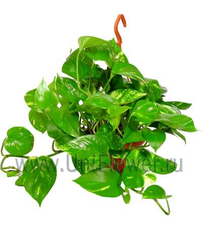 Эпипремнум