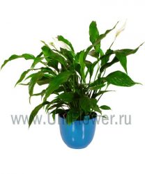 Спатифиллум