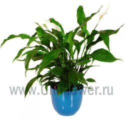 Спатифиллум