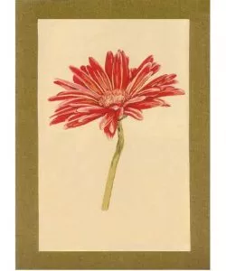 GERBERA