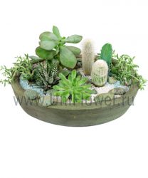 Голубой кактус