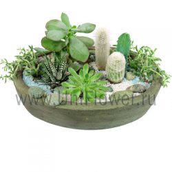 Голубой кактус