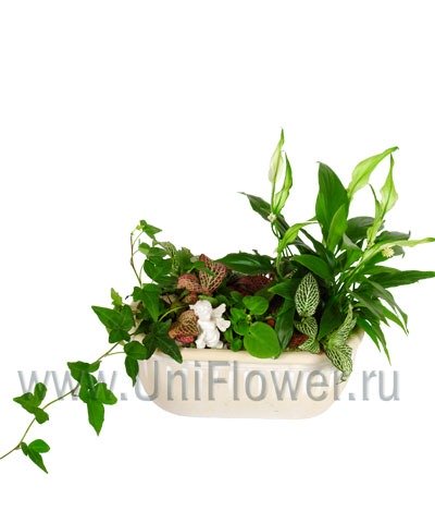 Хедера