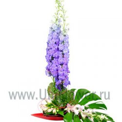 Букет орхидей «Бригантина»