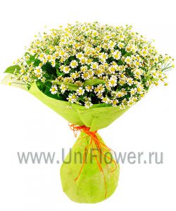 Ромашки